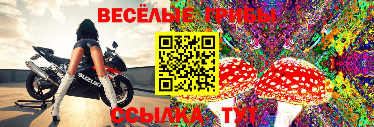 Димитровград  Псилоцибиновые грибы Cubensis  Вход с VPN 